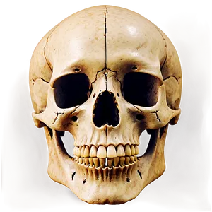 Human Skeleton Png Nwm32 PNG image