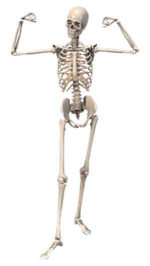 Human Skeleton Pose PNG image