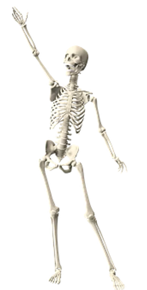 Human Skeleton Raising Hand PNG image