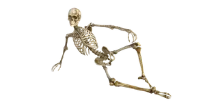 Human Skeleton Reclining Pose PNG image