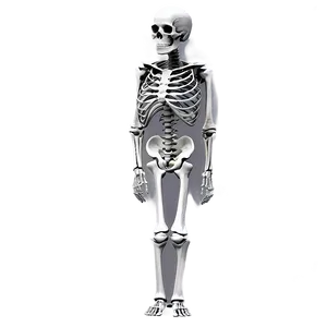 Human Skeleton Showing Bone Density PNG 06262024 PNG
