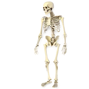 Human Skeleton Showing Bone Density PNG Quy PNG