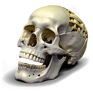 Human Skeleton Showing Bone Density PNG Sao70 PNG