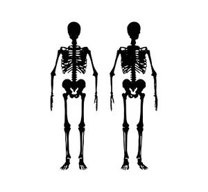 Human Skeleton Silhouettes PNG image