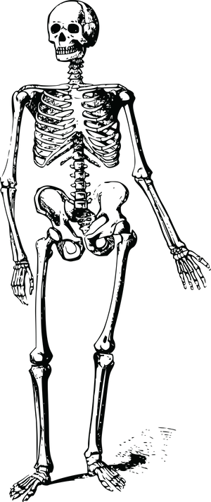 Human Skeleton Standing Dark Background PNG image