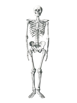 Human Skeleton Standing Dark Background PNG image