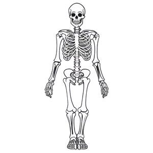 Human Skeleton Study Guide PNG 06262024