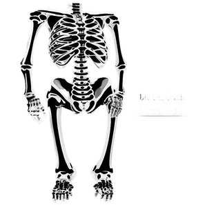 Human Skeleton With Bone Names PNG 06262024