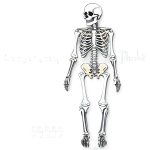 Human Skeleton With Detailed Joints PNG Dek