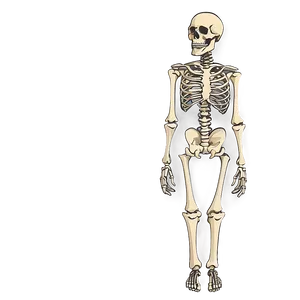 Human Skeleton With Detailed Spine PNG Kef88 PNG