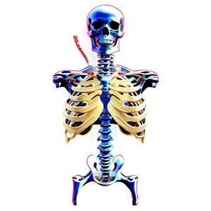 Human Skeleton With Internal Organs PNG 17