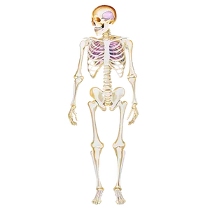 Human Skeleton With Muscle Overlay PNG Kba