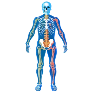 Human Skeleton With Nervous System PNG 06262024