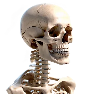 Human Skeleton With Pathologies PNG 06262024