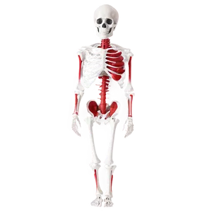 Human Skeleton With Pathologies PNG Rbf