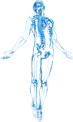 Human Skeleton X Ray View PNG image