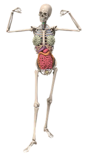 Human Skeletonwith Internal Organs Illustration PNG image