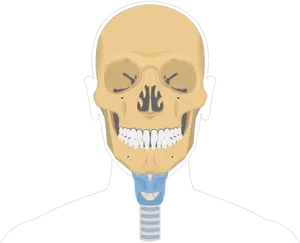 Human Skull Anatomy Illustration PNG image