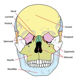 Human Skull Anatomy Labeled