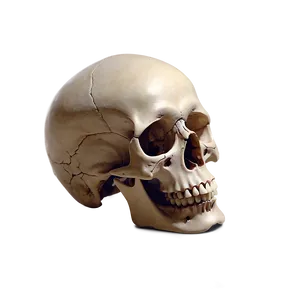 Human Skull And Bones PNG 34 PNG