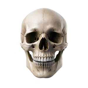 Human Skull And Bones PNG 50