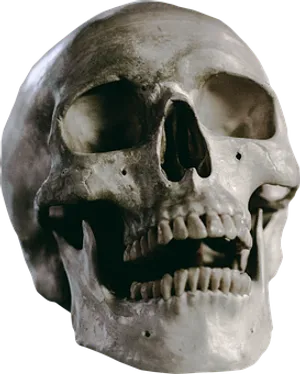 Human Skull Close Up PNG image