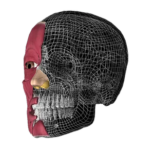 Human Skull Half Muscle Half Wireframe PNG image