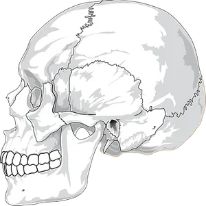 Human Skull Illustration PNG image