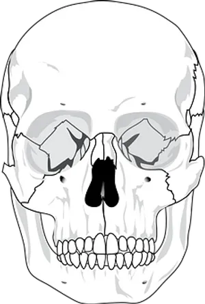 Human Skull Illustration