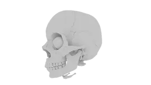 Human Skull Model Side View
