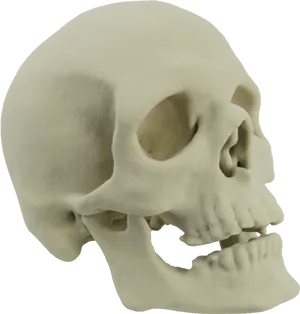 Human Skull Model Side View PNG image