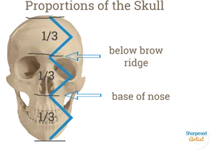 Human Skull Proportions Educational Illustration PNG