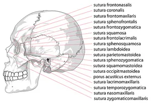 Human Skull Sutures Identification PNG image