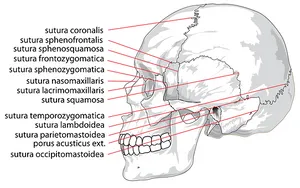 Human Skull Sutures Identification PNG image