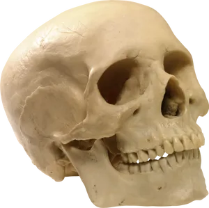 Human_ Skull_ With_ Teeth_ Closeup PNG image