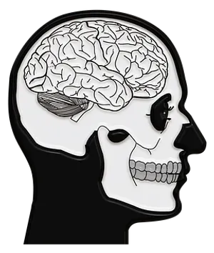 Human Skulland Brain Illustration PNG image
