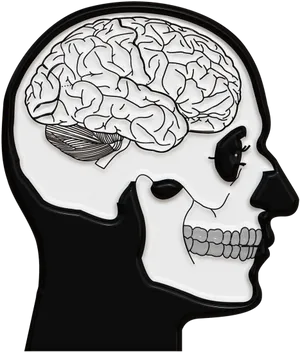 Human Skulland Brain Illustration PNG image