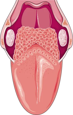 Human Tongue Anatomy Illustration PNG image