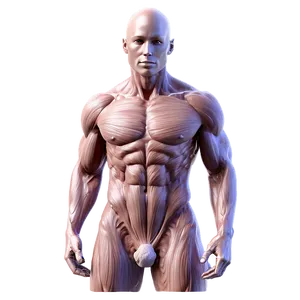 Human Torso Muscles PNG Gus