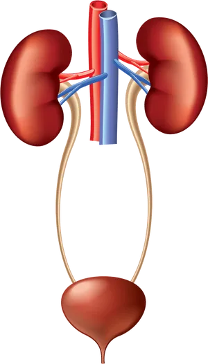 Human Urinary System Anatomy PNG image