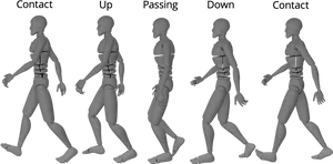 Human Walking Cycle Animation Stages PNG image