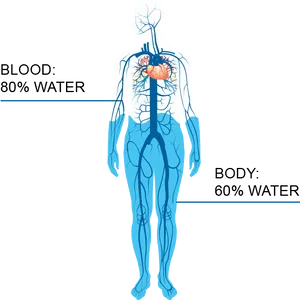 Human Water Content Infographic PNG image