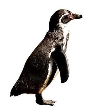 Humboldt Penguin Black Background
