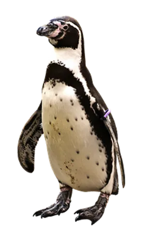 Humboldt Penguin Standing PNG image