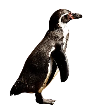Humboldt Penguin Standing