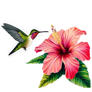 Hummingbird And Hibiscus Png 05212024 PNG image