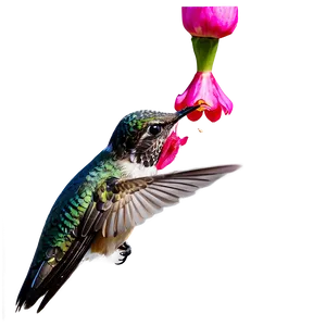 Hummingbird Feeding Png 05212024 PNG image