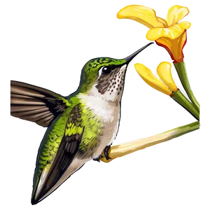 Hummingbird Feeding Png Ewx32 PNG image