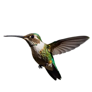 Hummingbird Hovering Png 05212024 PNG image