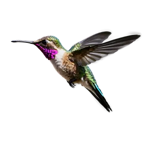 Hummingbird In Flight Png 33 PNG image